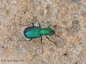 Cicindela scutellaris unicolor